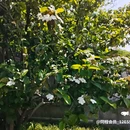 江阳商贸城 - 扬州旅游 缩略图 5