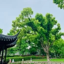 拙政园 - 苏州旅游 缩略图 7