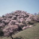 伊犁旅游 缩略图 10