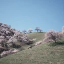 伊犁旅游 缩略图 11