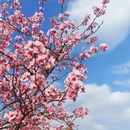 上海旅游 缩略图 11