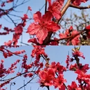 上海旅游 缩略图 5
