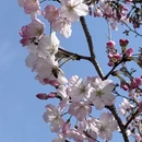 上海旅游 缩略图 7