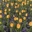 上海旅游 缩略图 5