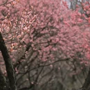 上海旅游 缩略图 10