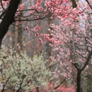 上海旅游 缩略图 4