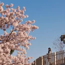上海旅游 缩略图 1