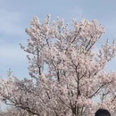 上海旅游 缩略图 4
