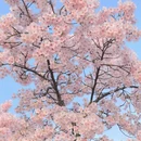 上海旅游 缩略图 1