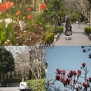 上海旅游 缩略图 10