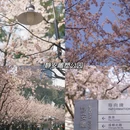 上海旅游 缩略图 9