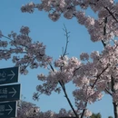 上海旅游 缩略图 4