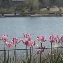 上海旅游 缩略图 6