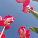 上海旅游 缩略图 7