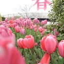上海旅游 缩略图 1