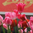 上海旅游 缩略图 9