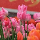 上海旅游 缩略图 8