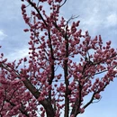 上海旅游 缩略图 11
