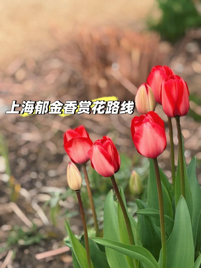 上海旅游