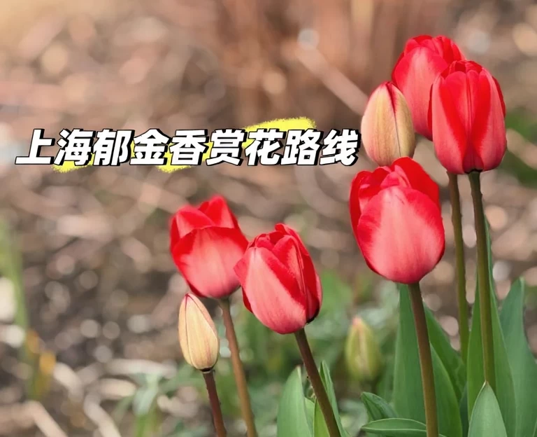 上海旅游 1