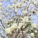 上海旅游 缩略图 3