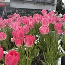 上海旅游 缩略图 2