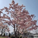 上海旅游 缩略图 8