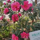 上海旅游 缩略图 18