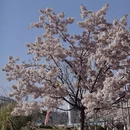 上海旅游 缩略图 1