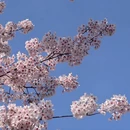 上海旅游 缩略图 4