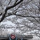 上海旅游 缩略图 6