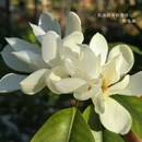 上海旅游 缩略图 11