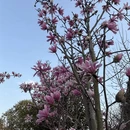上海旅游 缩略图 5