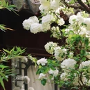 上海旅游 缩略图 5