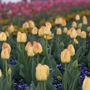 上海旅游 缩略图 4