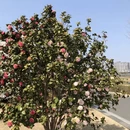 上海旅游 缩略图 6