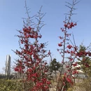 上海旅游 缩略图 5