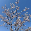 上海旅游 缩略图 14