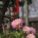 上海旅游 缩略图 6