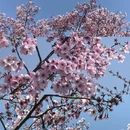 上海旅游 缩略图 3