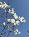 上海旅游 缩略图 12