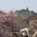 上海旅游 缩略图 4
