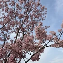 上海旅游 缩略图 9