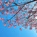 上海旅游 缩略图 6