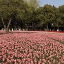 上海旅游 缩略图 5