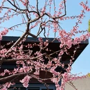 上海旅游 缩略图 17