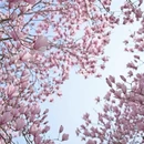 上海旅游 缩略图 5