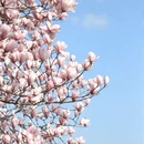 上海旅游 缩略图 13