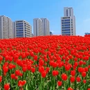 上海旅游 缩略图 10