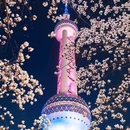 上海旅游 缩略图 12